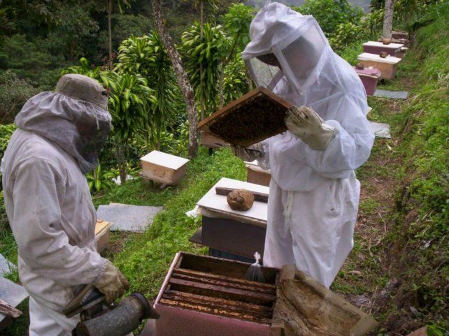 Conforman una asociación de apicultores del Nodo Rosario - LaCapital.com.ar