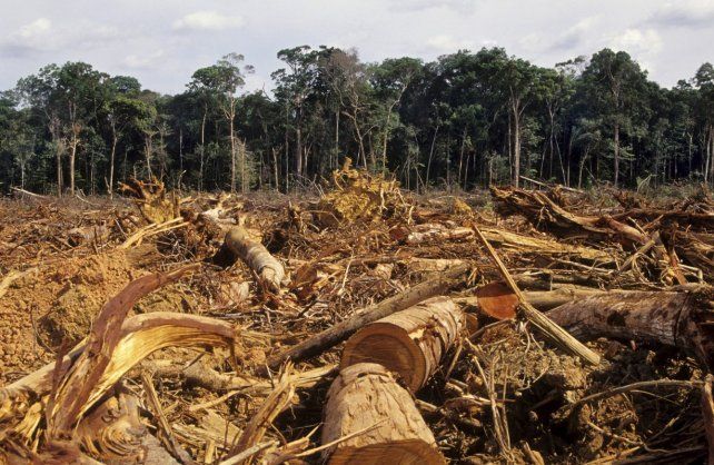 "La deforestación es suicida", advirtió el diputado verde Carlos Villalonga