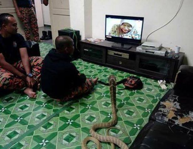 Se casó con una serpiente porque cree que es la reencarnación de su mujer