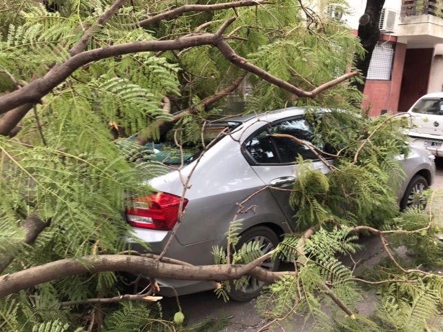 Un árbol cayó sobre un Honda City en Montevideo y Necochea. 