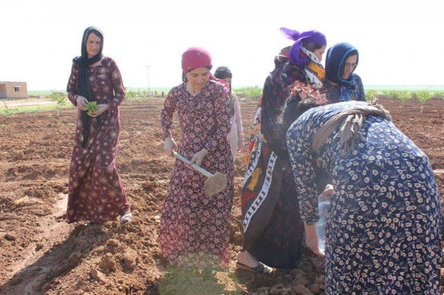 A trabajar. Las mujeres de Jinwar en un campo comunal de cultivo de cereales.